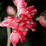 Siparuna thecaphora Fruit