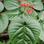 Clerodendrum speciosissimum Feuille