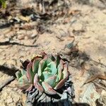 Echeveria colorata Leaf