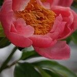 Paeonia mascula Alia