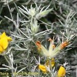 Lotus mascaensis その他の提案