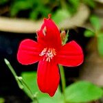 Ruellia elegans Flower