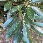 Lithocarpus edulis Ліст