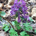 Corydalis solida 花