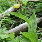 Cypripedium calceolus Habitus