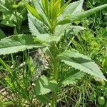 Senecio hercynicus Leaf