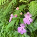 Cynorkis purpurascens Flower