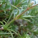 Scleranthus perennis 树皮