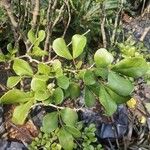 Guaiacum officinale Leaf