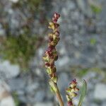 Rumex scutatus Flor