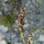 Rumex scutatus Floare