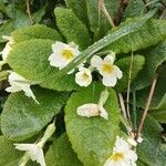Primula vulgaris Fleur