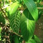 Sanchezia nobilis Folha