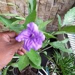 Ruellia geminiflora Kwiat