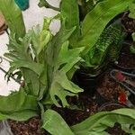 Microsorum punctatum Blatt
