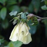 Pavonia schimperiana Blomst