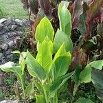 Canna glauca Frunză