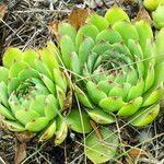 Sempervivum tectorum 葉