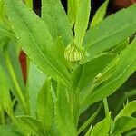 Helenium autumnale Çiçek
