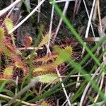 Drosera anglica Blad