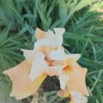 Iris × germanica Fleur
