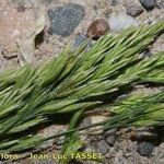 Festuca altissima Habitat