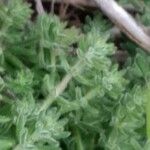 Galium maritimum Leaf