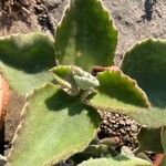Kalanchoe beharensis Hoja