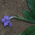 Ruellia primuloides Květ