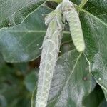Garrya elliptica Çiçek