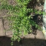 Ligustrum sinense Ліст