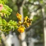 Krugiodendron