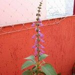 Coleus barbatus Fleur