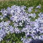 Phlox divaricata Floro