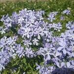 Phlox divaricata Kvet