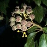 Hedera helix Fruit