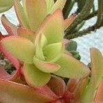 Crassula subacaulis Hoja