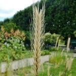 Hordeum bulbosum Other