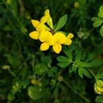 Lotus corniculatus फूल