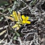 Physaria chambersii Flor