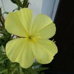 Oenothera drummondii Çiçek