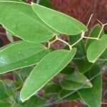 Smilax purpurata Leaf