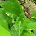 Cynoglossum virginianum Fruitua