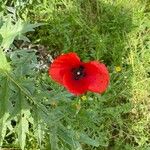 Papaver argemone Kvet