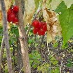 Viburnum opulusফল