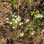 Pseudognaphalium californicum Flower