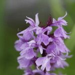 Dactylorhiza fuchsii花