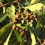 Searsia gueinzii Fruit