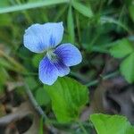 Viola × melissifolia Flower