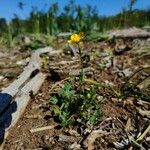 Ranunculus sardous Vekstform